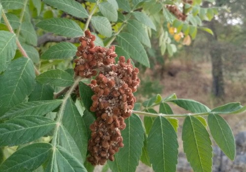 تصویر 5 از خرید سماق قهوه ای عمده + قیمت فروش استثنایی